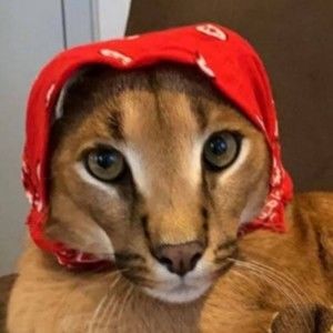 Meet your Posher, Christopher